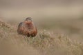 Red Grouse Royalty Free Stock Photo