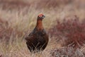 Red Grouse in Heather Royalty Free Stock Photo