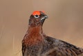 Red Grouse in Heather Royalty Free Stock Photo