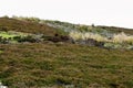 Red Grouse, Heather Moor, Arkengarthdale, North Yorkshire, England, UK