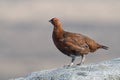 Red Grouse, Lagopus lagopus scotica Royalty Free Stock Photo
