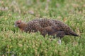 Red Grouse (Lagopus lagopus scotia), Yorkshire Dales, North Yorkshire, England, UK