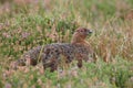 Red Grouse (Lagopus lagopus scotia), Yorkshire Dales, North Yorkshire, England, UK Royalty Free Stock Photo