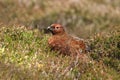 Red Grouse (Lagopus lagopus scotica) Royalty Free Stock Photo