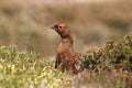 Red Grouse (Lagopus lagopus scotica) Royalty Free Stock Photo