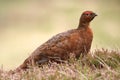 Red Grouse (Lagopus lagopus scotica) Royalty Free Stock Photo