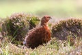 Red Grouse (Lagopus lagopus scotica) Royalty Free Stock Photo