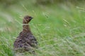 The red grouse, Lagopus lagopus scotica. Royalty Free Stock Photo