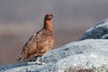 Red Grouse, Lagopus lagopus scotica Royalty Free Stock Photo