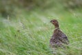 The red grouse, Lagopus lagopus scotica. Royalty Free Stock Photo