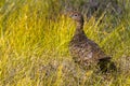 Scottish grouse, Lagopus in natural environment in Scotland