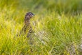 Scottish grouse, Lagopus in natural environment in scotland