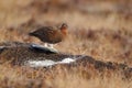 Red grouse, Lagopus lagopus scoticus Royalty Free Stock Photo