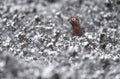 Red grouse, Lagopus lagopus Royalty Free Stock Photo