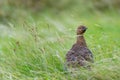 The red grouse, Lagopus lagopus scotica. Royalty Free Stock Photo