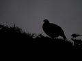 Red grouse, Lagopus lagopus scotica Royalty Free Stock Photo