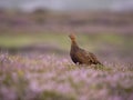 Red grouse, Lagopus lagopus scotica Royalty Free Stock Photo