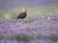 Red grouse, Lagopus lagopus scotica Royalty Free Stock Photo