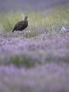 Red grouse, Lagopus lagopus scotica Royalty Free Stock Photo