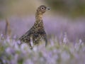 Red grouse, Lagopus lagopus scotica Royalty Free Stock Photo