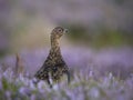 Red grouse, Lagopus lagopus scotica Royalty Free Stock Photo