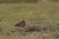 A Red grouse male in the heather Royalty Free Stock Photo