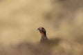 Red grouse portrait, close up Royalty Free Stock Photo