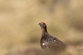 Red grouse portrait, close up Royalty Free Stock Photo