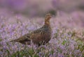 Red Grouse with in purple heather, looking to the right Royalty Free Stock Photo