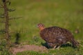 Red grouse (Lagopus lagopus scotica) in a field Royalty Free Stock Photo