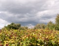 Red growing blackberries shrub bush below cloudy sky Royalty Free Stock Photo