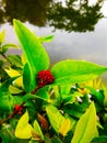 Red growing flower