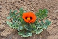 Horned poppy Red flower plant thrive in dry desert Royalty Free Stock Photo