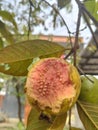 red guava seeds eaten by bats Royalty Free Stock Photo
