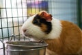 Red Guinea pig in a cage close up Royalty Free Stock Photo