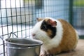 Red Guinea pig in a cage close up Royalty Free Stock Photo