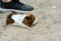 A red guinea pig competes in a running race with a human Royalty Free Stock Photo