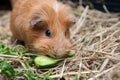 Red guinea pig eating cucumber