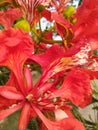 Close-up view of Gulmohar flowers with green buds.