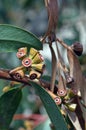 Red gum nuts and blue green leaves of the rare Yellow Top Mallee Ash, Eucalyptus luehmanniana Royalty Free Stock Photo