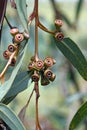 Red gum nuts and blue green leaves of the rare Yellow Top Mallee Ash, Eucalyptus luehmanniana Royalty Free Stock Photo