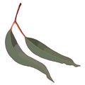 Red Gum Tree Leaves Vector Royalty Free Stock Photo