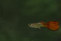 Red Guppy Fish Male in an acquarium
