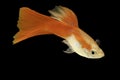 Red guppy isolated tropical aquarium fish Royalty Free Stock Photo