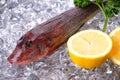Red gurnard Royalty Free Stock Photo