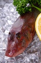 Red gurnard Royalty Free Stock Photo