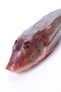 Red gurnard Royalty Free Stock Photo
