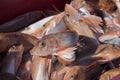 Red gurnard fish