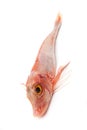 Red Gurnard fish
