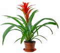 Red Guzmania flower in a brown flower pot, white background, close up. Family Bromeliaceae, subfamily Tillandsioideae